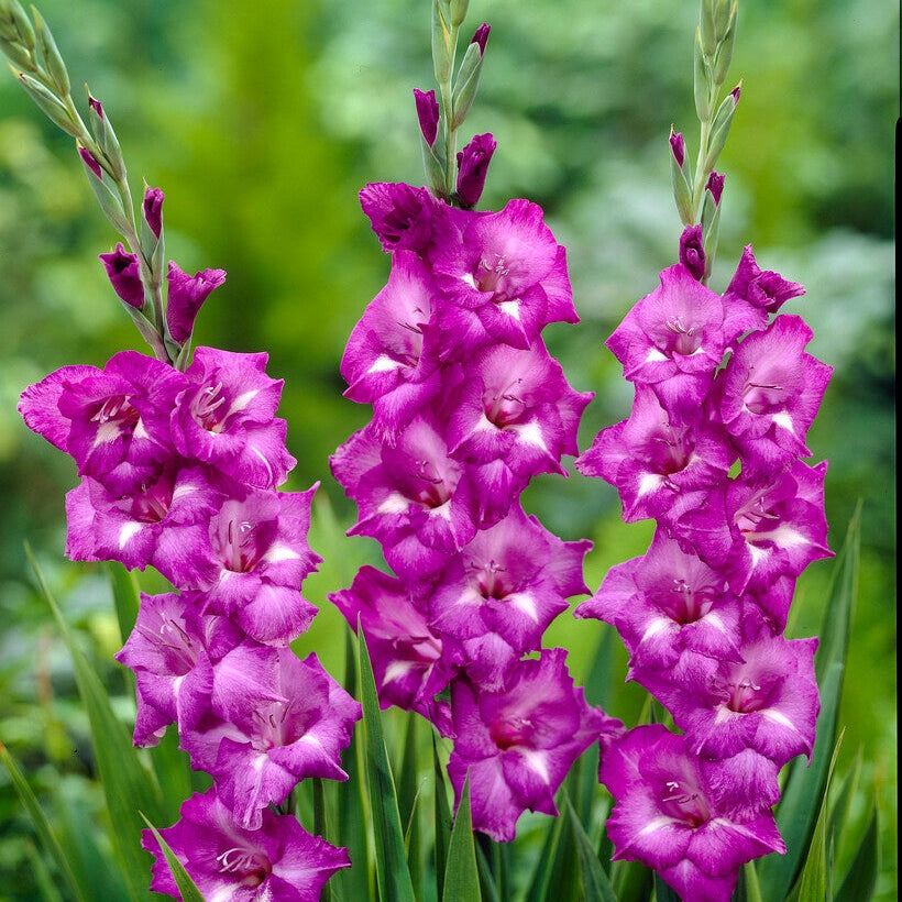 Gladiolus Blue Isle 10-pack